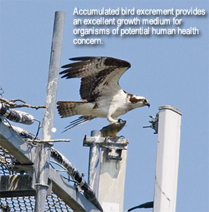 Raptor on tower